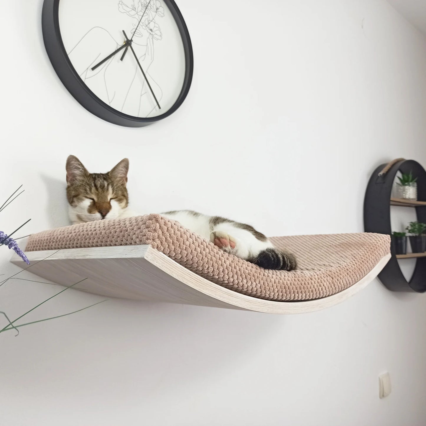 Cozy 'Floating' Cat Bed