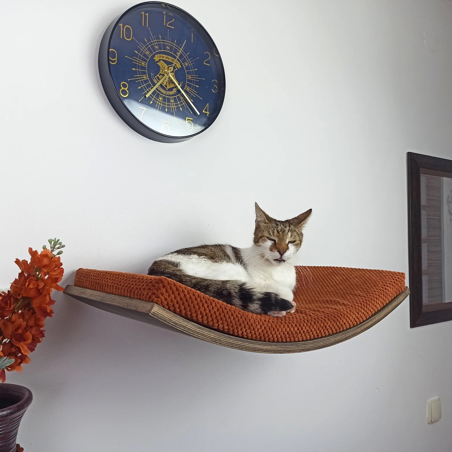 Cozy 'Floating' Cat Bed